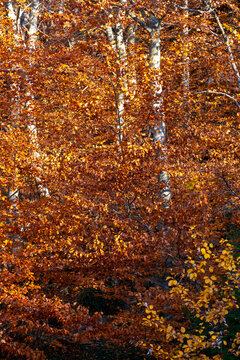 Forest scene with bright autumn foliage illuminating the landscape in golden hues, offering a sense of nostalgia and the magic of natural transformation in fall in Montseny Spain