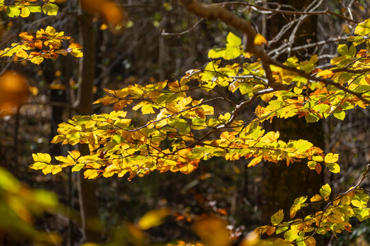 A captivating view of forest leaves in vivid yellow and orange hues, illuminated by sunlight, evoking a sense of joy and warmth on a beautiful day in Montseny Spain