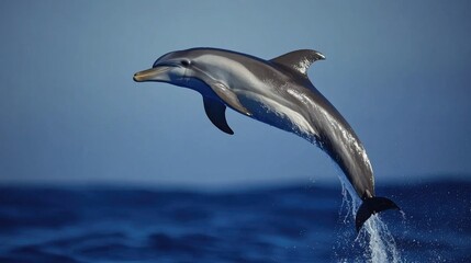 Obraz premium Dolphin Jumping Over Ocean Waves