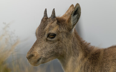 Obraz premium Steinbock Jungtier (Capra Ibex)