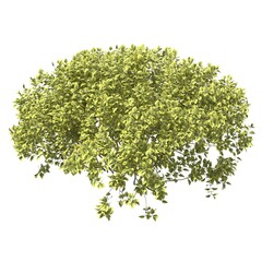 Bush 3d illustration isolated on the white background