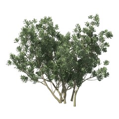 Bush 3d illustration isolated on the white background