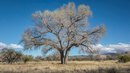 A Lone Tree Stands Tall Against a Blue Sky