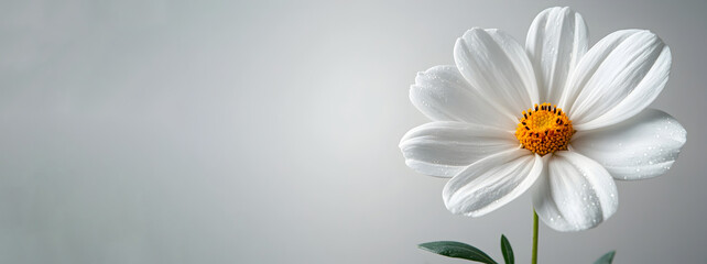 Obraz premium Closeup of a beautiful white daisy flower with soft,delicate petals blooming in a peaceful,minimalist monochrome setting. The floral background evokes a sense of natural serenity and simplicity.