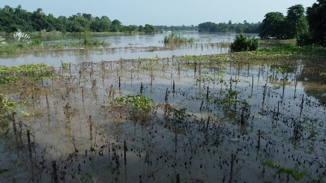 Ariel view shot of West Bengal flood by river Damodar and Mundeshwari in rainy season.
