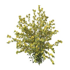 Bush 3d illustration isolated on the white background