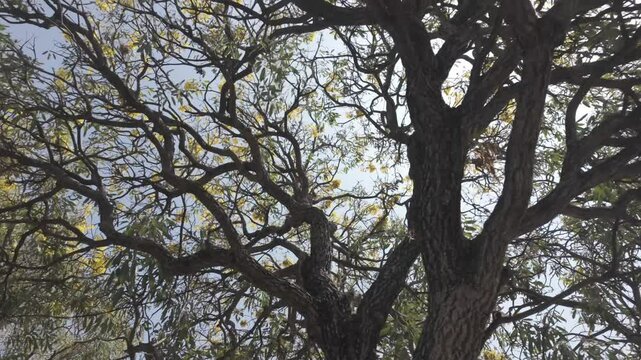 Low angle view of tree branches and yellow leaves silhouetted against a bright sky with slowmo
