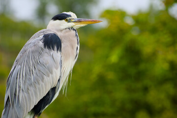 grey heron close-up portrait
