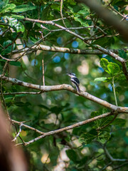 bird on a tree