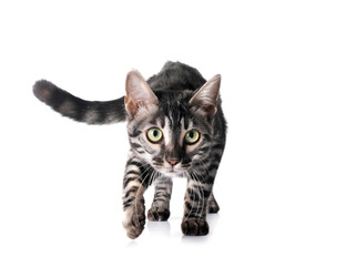 Obraz premium bengal kitten in studio