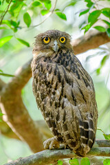 owl on branch