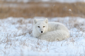 Wild arctic fox (Vulpes Lagopus) in tundra in winter time. White arctic fox lying.