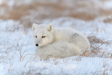 Wild arctic fox (Vulpes Lagopus) in tundra in winter time. White arctic fox lying.