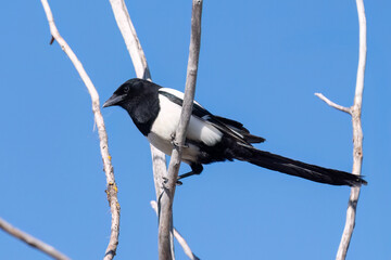 Eurasian magpie sitting on a branch
