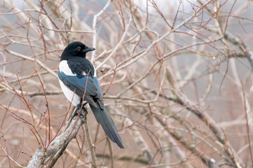 Eurasian magpie sitting on a branch