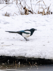 Eurasian magpie on ice