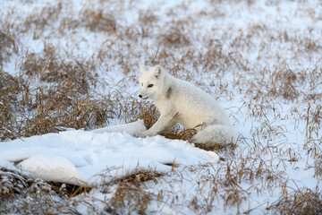 Arctic fox (Vulpes Lagopus) playing with plastic garbage in winter tundra