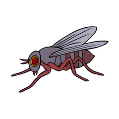 fly vector illustration