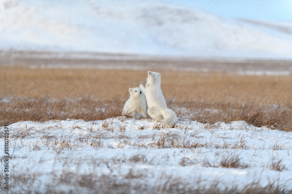 Wall mural two young arctic foxes (vulpes lagopus) in wilde tundra. arctic fox playing.