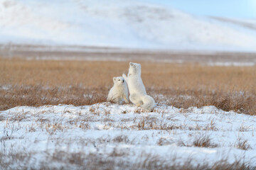 Obraz premium Two young arctic foxes (Vulpes Lagopus) in wilde tundra. Arctic fox playing.