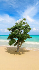 Tropical beach with tree and blue sky. Nature background.