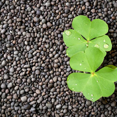 Green clover leaf with water drops on black pebbles background