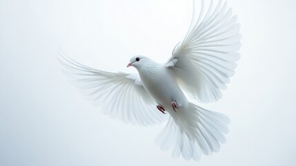 Fototapeta premium Ethereal White Dove in Graceful Flight Against Pale Background
