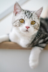 Cute baby cat in the house, Silver Tabby Scottish Cat