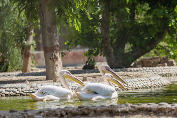 pelicans on the beach