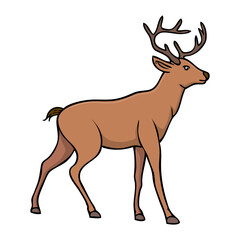 deer vector illustration