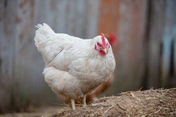 White village chicken on a gray background.