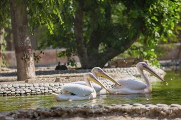 pelicans on the beach