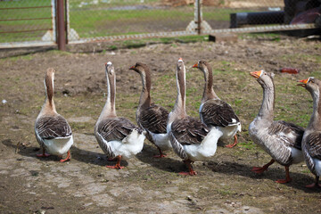 A group of domestic geese are walking around a farmyard. They are going to graze in a field.