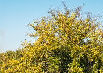 Fototapeta premium Autumn yellow tree against a blue sky.