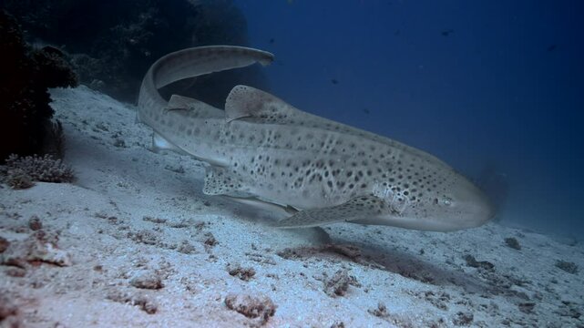 Leopard Shark (Stegostoma tigrinum) aka Zebra Shark