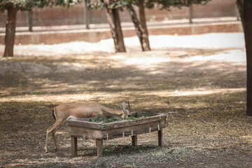 deer in the forest