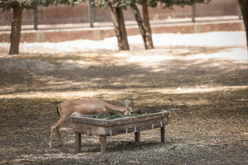 deer in the park