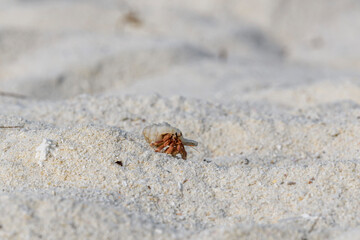 Hermit crab on the sand beach. Selective focus. Close up.