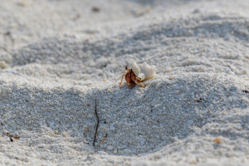 Hermit crab on the sand beach. Selective focus. Close up.