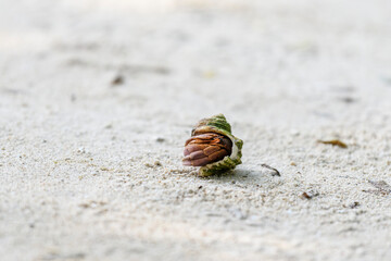 Hermit crab on the sand beach. Selective focus. Close up.