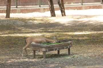 deer in the forest