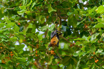 Flying Fox on Maldives island. Fruit bat flying. Gray-headed Flying Fox (Pteropus poliocephalus).