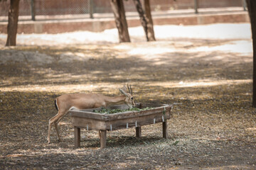 wooden bench in the park