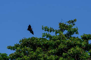 Flying Fox on Maldives island. Fruit bat flying. Gray-headed Flying Fox (Pteropus poliocephalus).