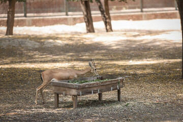 deer in the forest