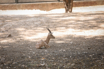 deer in the woods