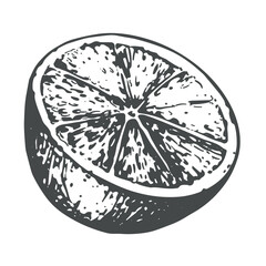 Vector hand drawn orange. Monochrome sketches of citrus fruits. Engraving style drawings. Linear ink sketch of half of fruit for menu, packaging.