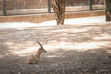 goat in the zoo
