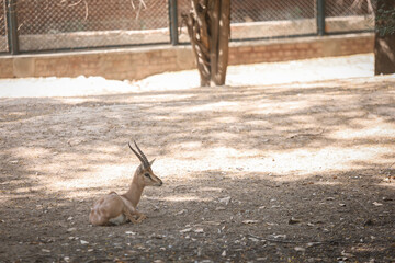 goat in the zoo