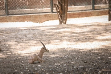 deer in the zoo